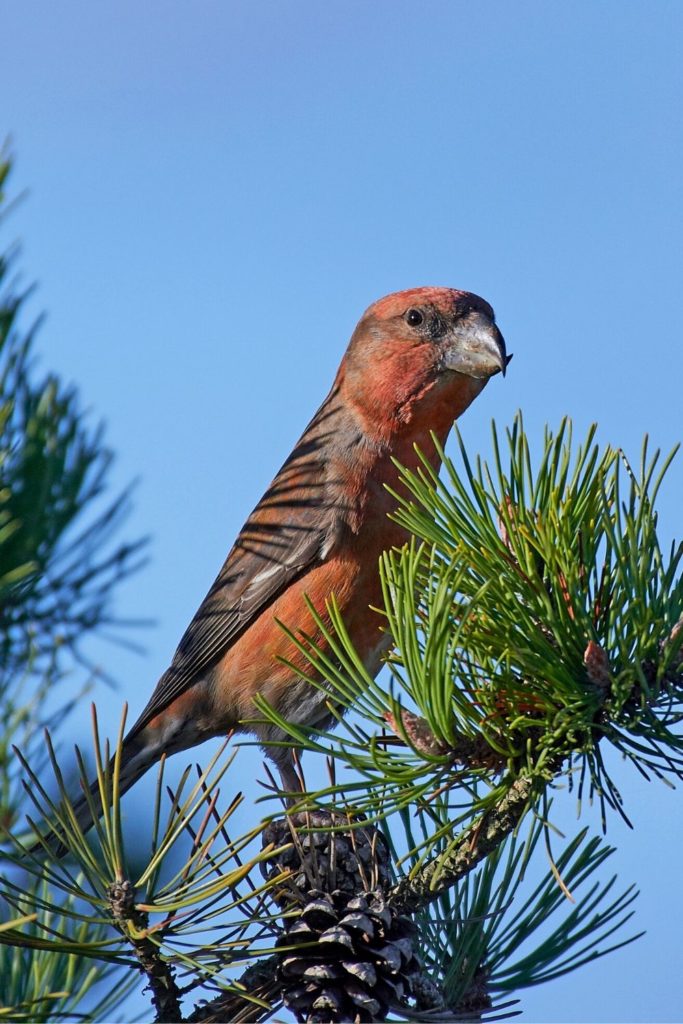 European Parrot - Parrot Crossbill