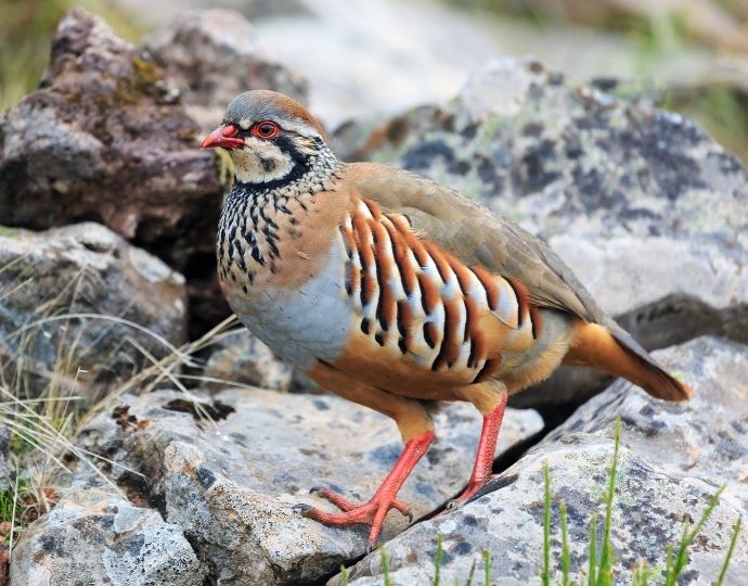 European Partridge - Red-legged Partridge