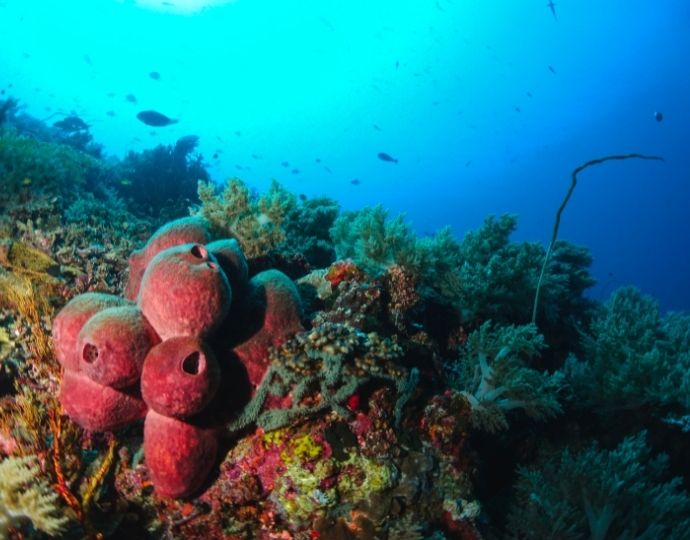 TUBBATAHA REEFS NATURAL PARK in Phillipines