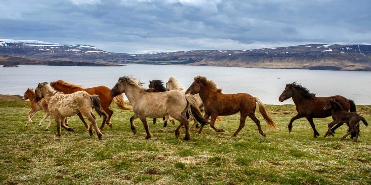 Horses in Iceland