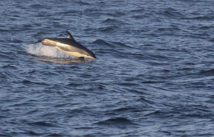 Atlantic White-sided Dolphin