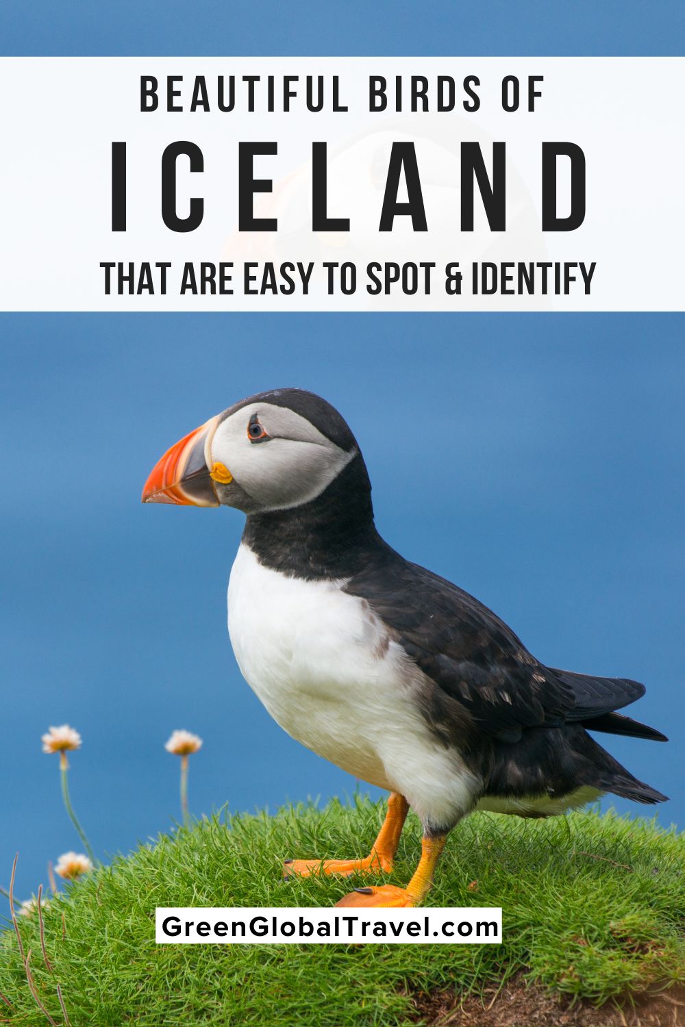 Birds of Iceland: An Introductory Guide includes Atlantic Puffins, Iceland's National bird the Gyrfalcon, Auks, Ptarmigans and more! | puffin iceland | birds in iceland | birds of iceland | island birds | iceland birds | puffin island iceland | icelandic snow owl | birding iceland