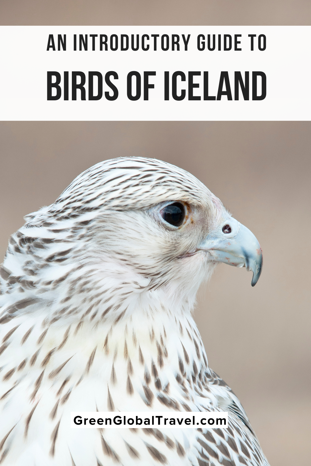 List of birds of Iceland - Wikiwand