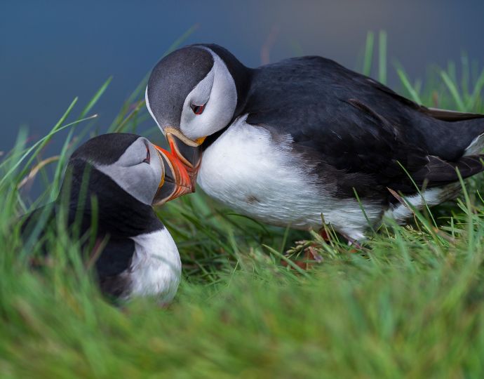 List of birds of Iceland - Wikiwand