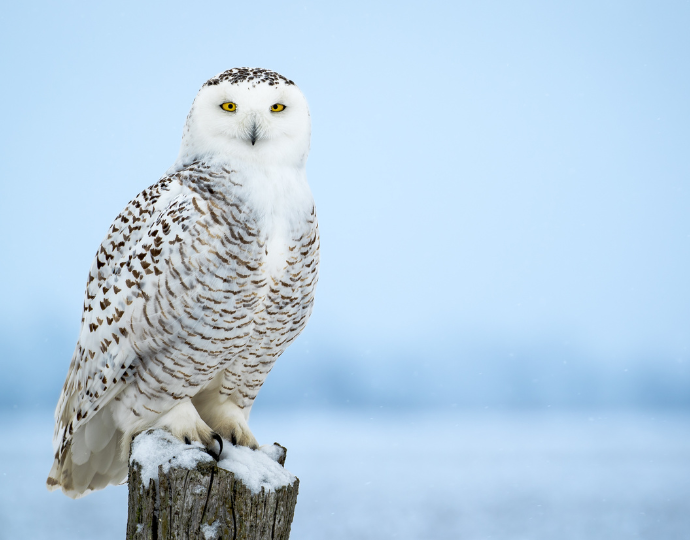 Birds of Iceland: An Introductory Guide