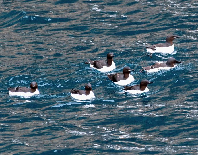 Birds in Iceland - Brunnich’s guillemot