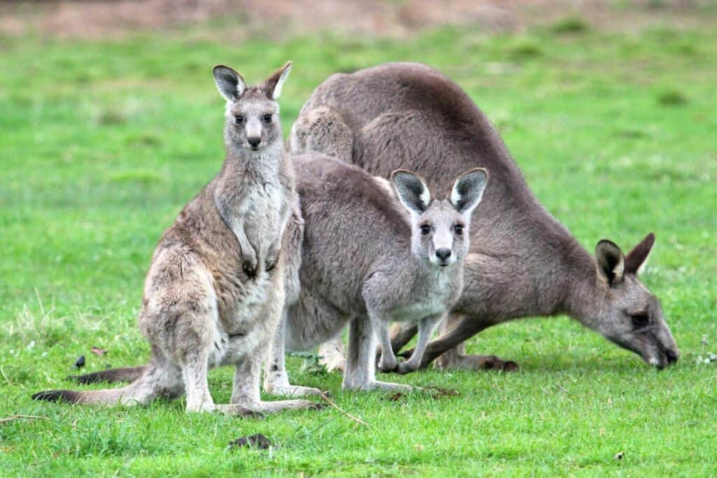Eastern Grey Kangaroos in East Gippsland, Australia