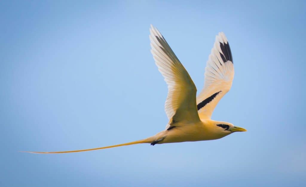 Golden Bosun on Christmas Island, Australia