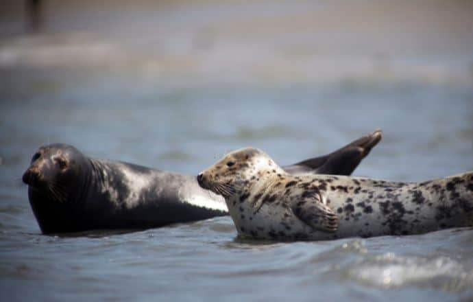 Gray Seal in Iceland