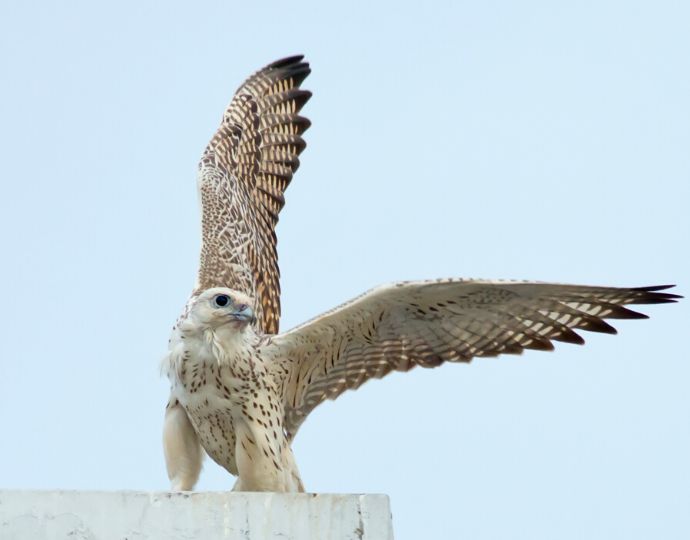 Gyrfalcon - Iceland national bird