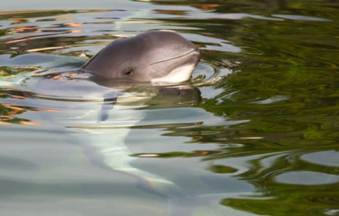 Harbour Porpoise