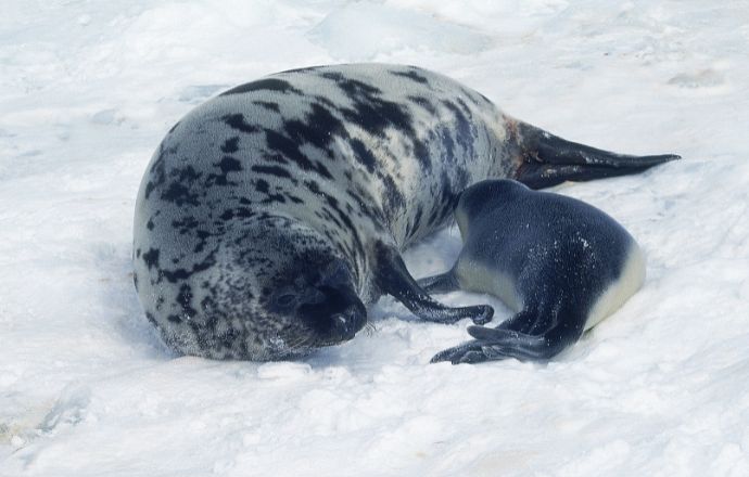 Hooded Seal & Pup