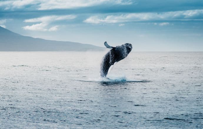 Humpback Whale in Iceland