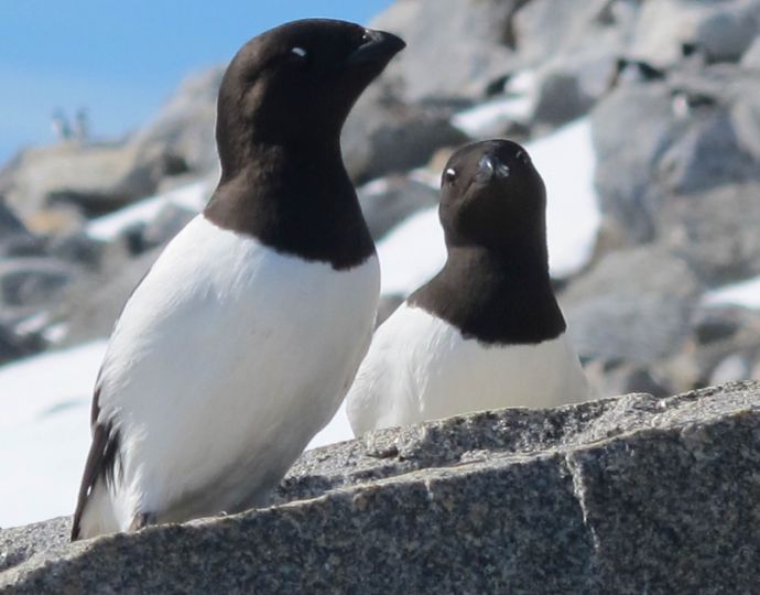 Iceland Birds - Little Auk