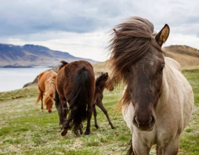 Icelandic Horses