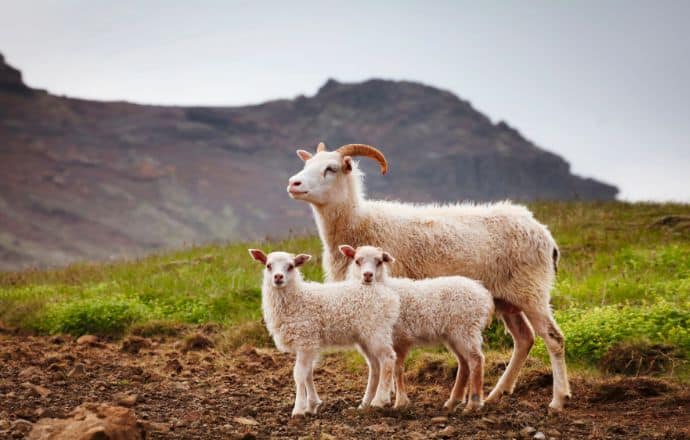 Icelandic Sheep