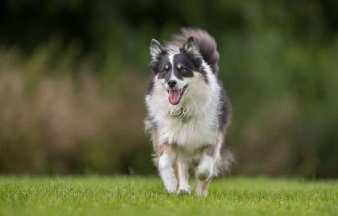 Icelandic Sheepdog