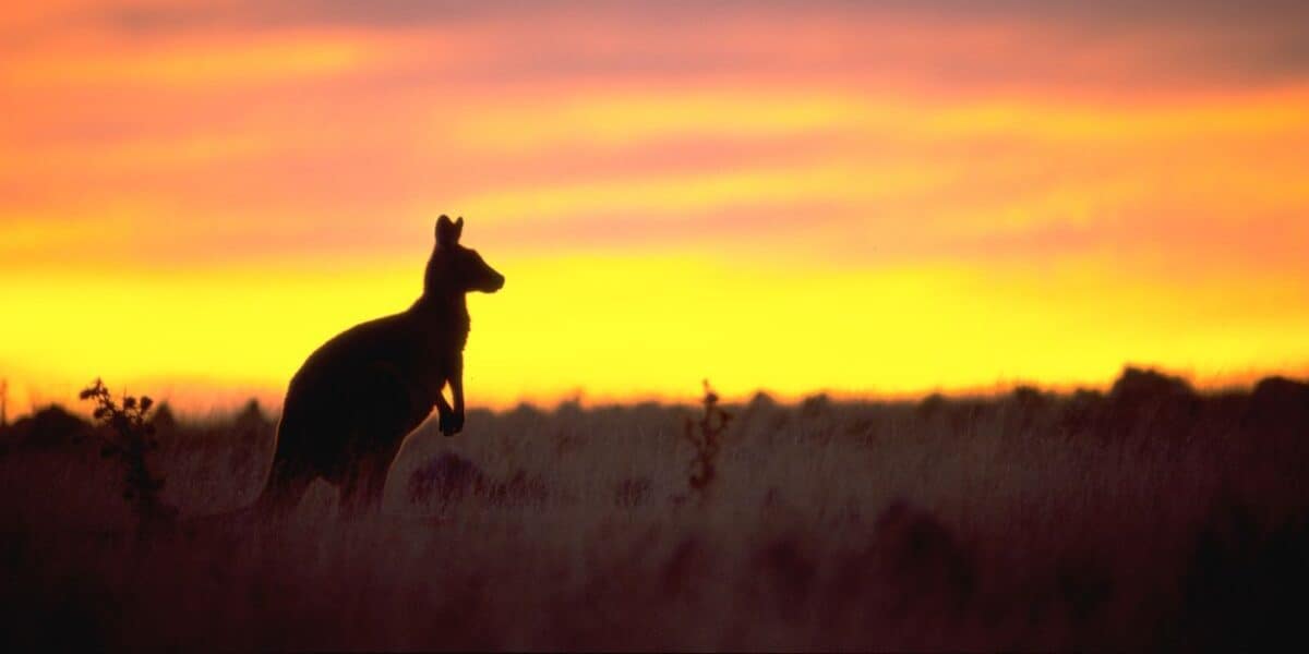 Kangaroo at Sunrise on Maria Island