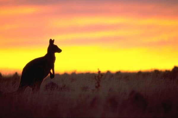Kangaroo at Sunrise on Maria Island