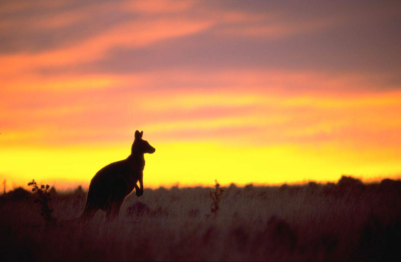 10 Great Places To See Wildlife In Australia Responsibly