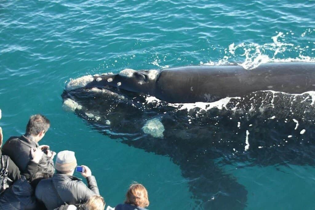 Killer Whale in Bremer Canyon, Australia