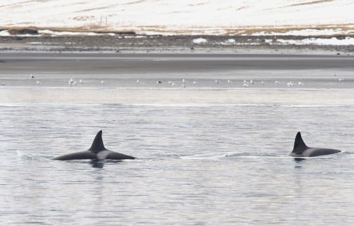 Orcas in Iceland