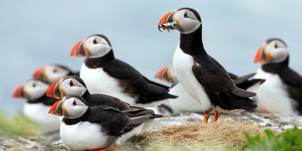 Puffins Iceland