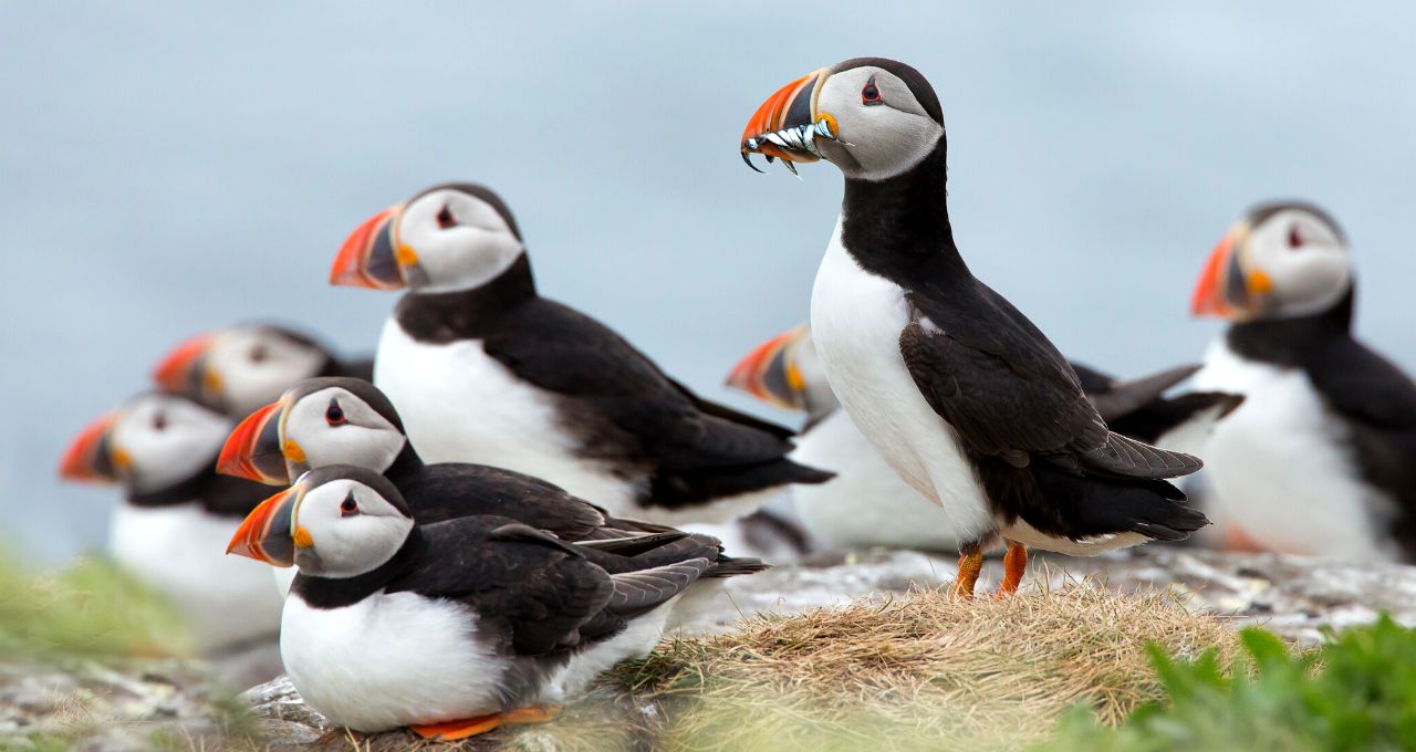 Puffins Iceland