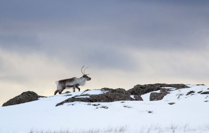 Reindeer in Iceland