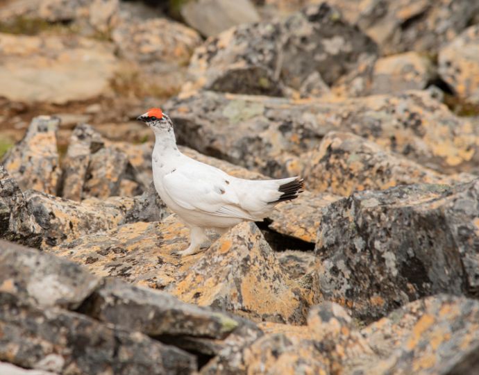 Rock Ptarmigan bird in Iceland