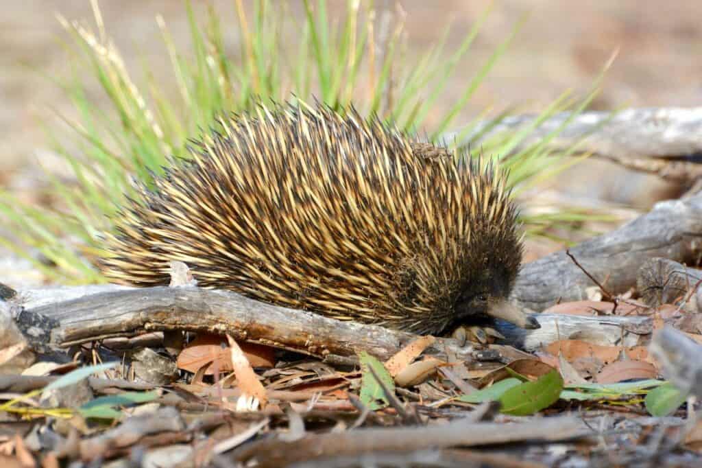 Short Beaked Echidna in Kangaroo Island, Australia