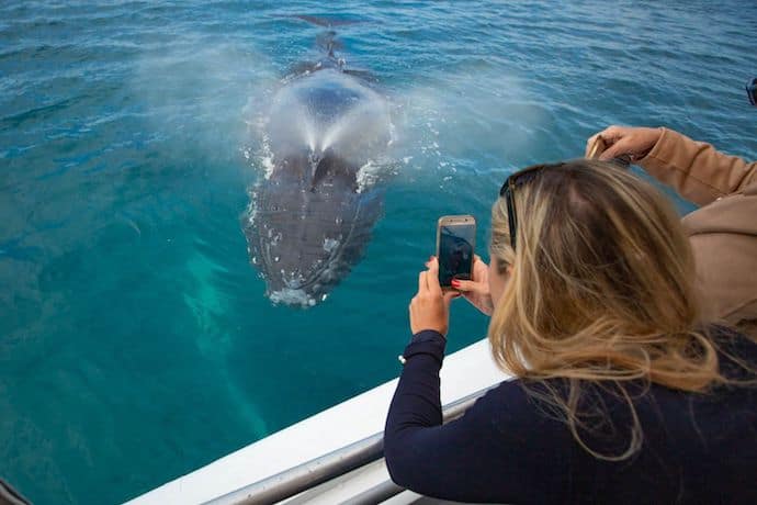 Whale Watching in Hervey Bay, Australia