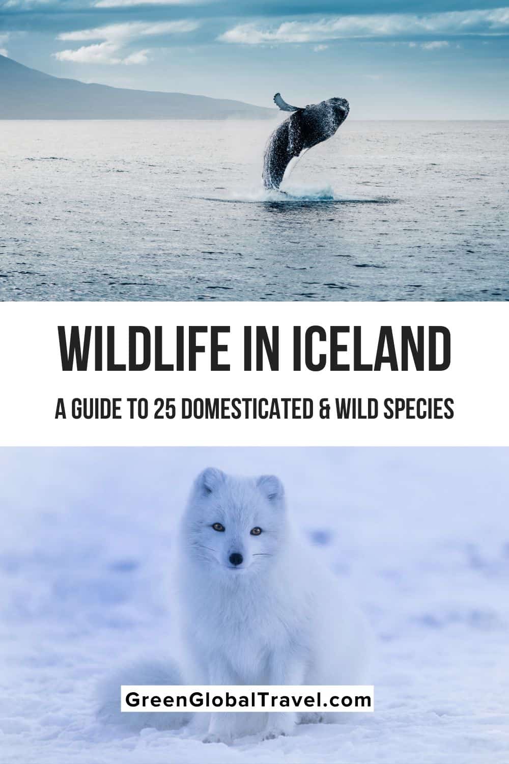 Animals In Iceland: A Guide to 25 Domesticated & Wild Species