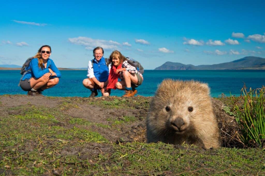 Wombat on Maria Island, Australia