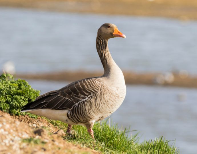 List of birds of Iceland - Wikiwand