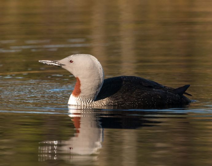 List of birds of Iceland - Wikiwand