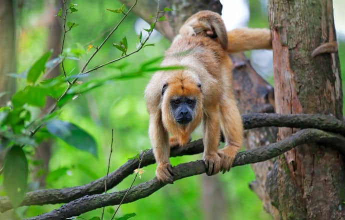 Mantled Howler Monkey - Monkey Island Panama - places to go in Panama