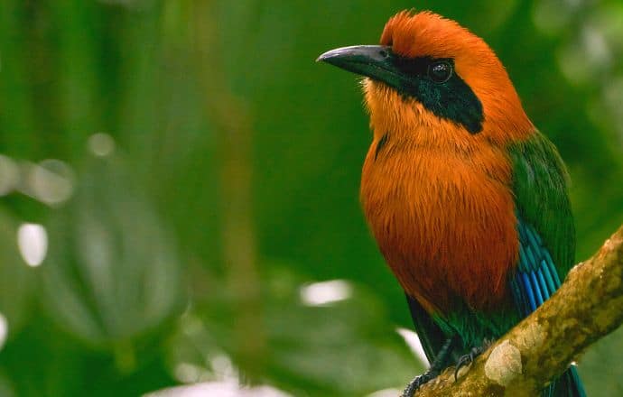 Wild Rufos MotMot in Soberania National Park