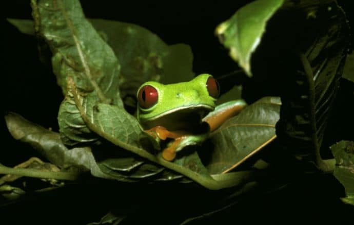 Tree Frog on Barro Colorado Island - Panama canal tourism