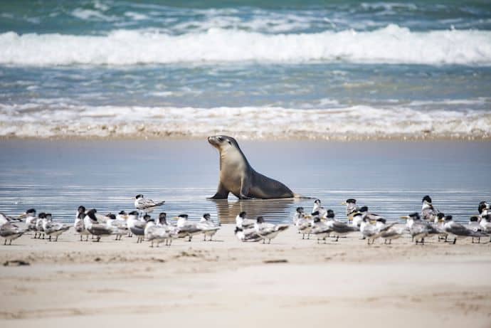 Australian Sea Lion and Crested Terns on Kangaroo Island, Australia