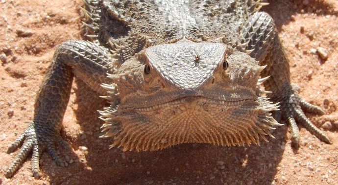 Bearded Dragon in Lake Mungo Outback, Australia