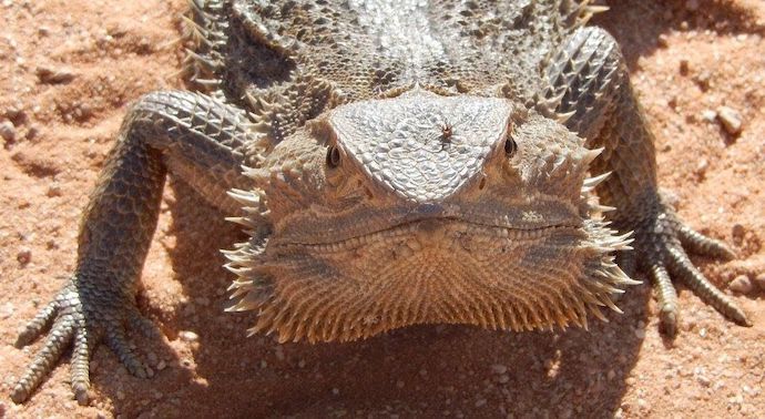 travelling expeditions -Bearded Dragon in Lake Mungo Outback, Australia