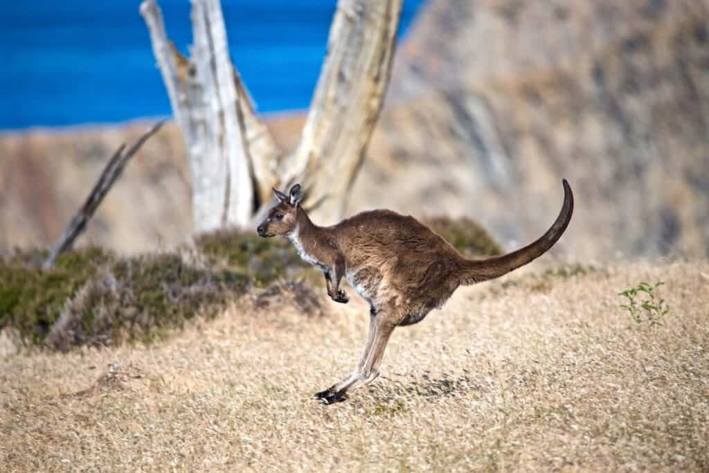 5 Awesome Australian Wildlife Adventures Worth Taking