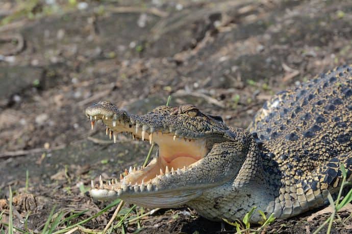 Saltwater Crocodile in Kakadu & Arnhem Land, Australia