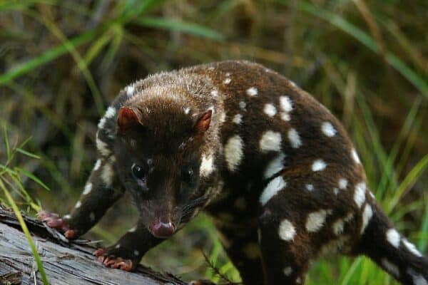Spotted-Tail Quoll in the Daintree Rainforest, Australia