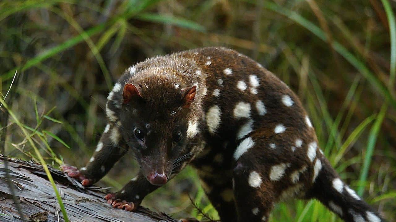 Spotted-Tail Quoll in the Daintree Rainforest, Australia
