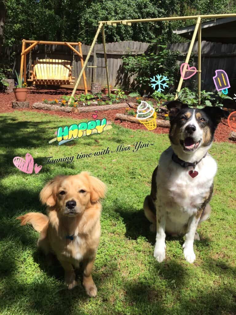 How to save when traveling - Buddy & Huckleberry by the garden by Trusted House Sitter Miss Yini