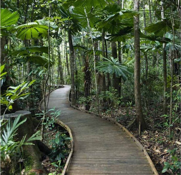 Australia - Daintree Rainforest