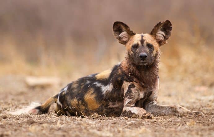 African Wild dog - best African safari tour