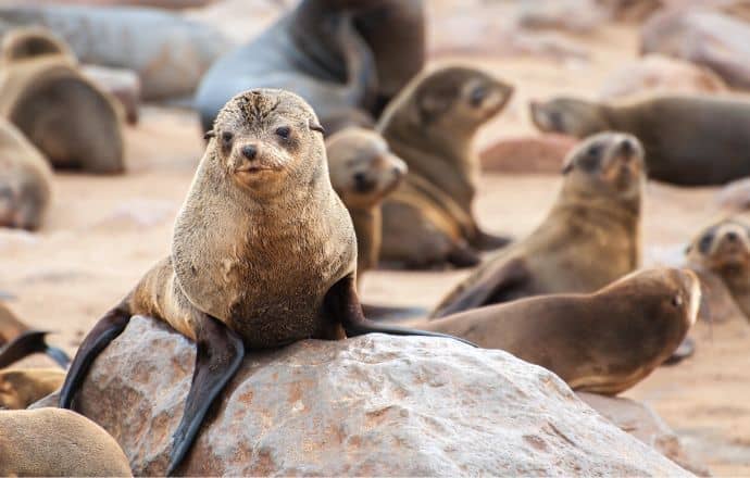 Cape Fur Seals en Namibie - safaris en Afrique